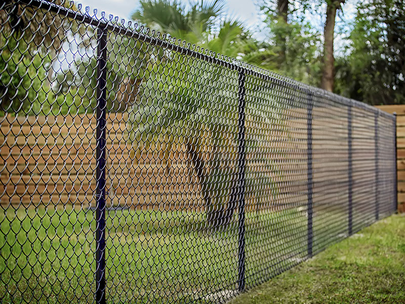Chainlink fence mulberry